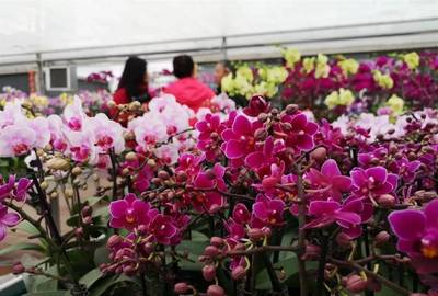 明天开幕！武汉第八届迎春花市暨首届梁子湖年货节邀您赏花购年货