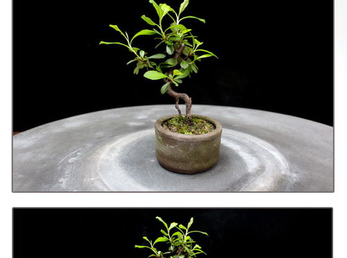 如皋花名堂 微型盆景桌面绿植的魅力与价值