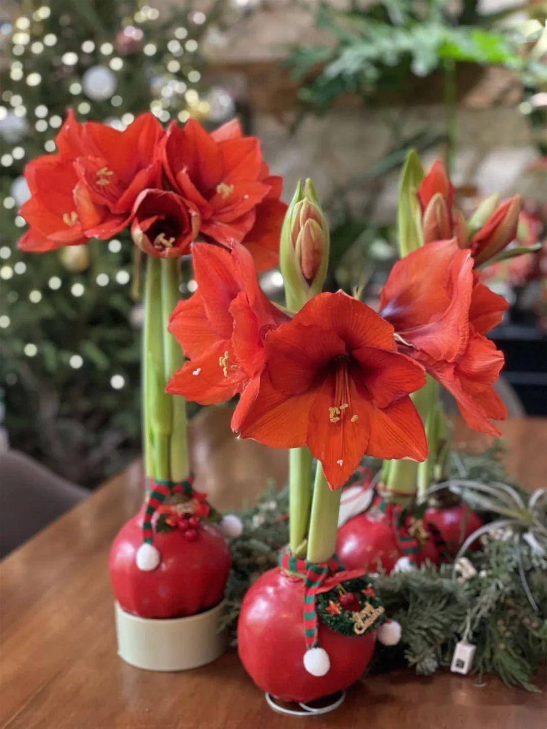 网红礼物——蜡封朱顶红 独特花卉礼品的新风尚